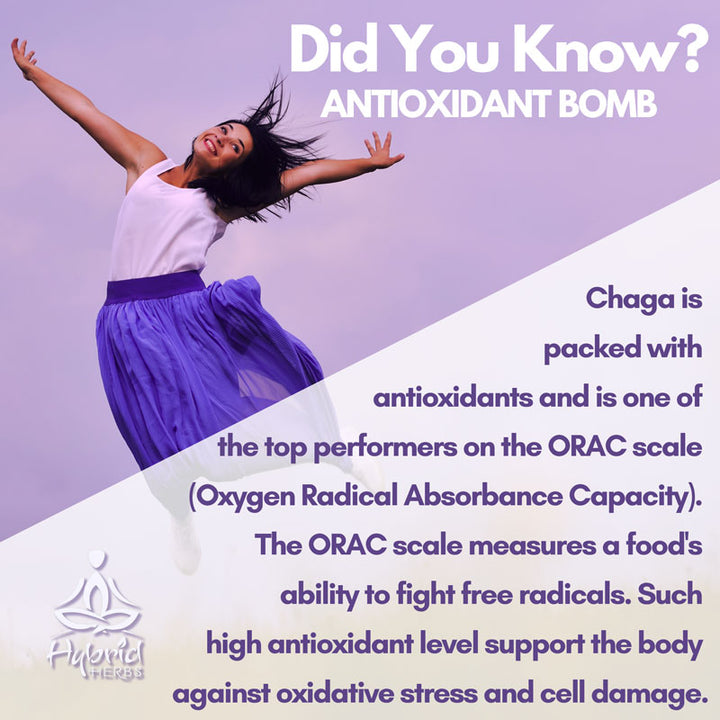 Organic Chaga Mushroom 10:1 Concentrated Extract Powder