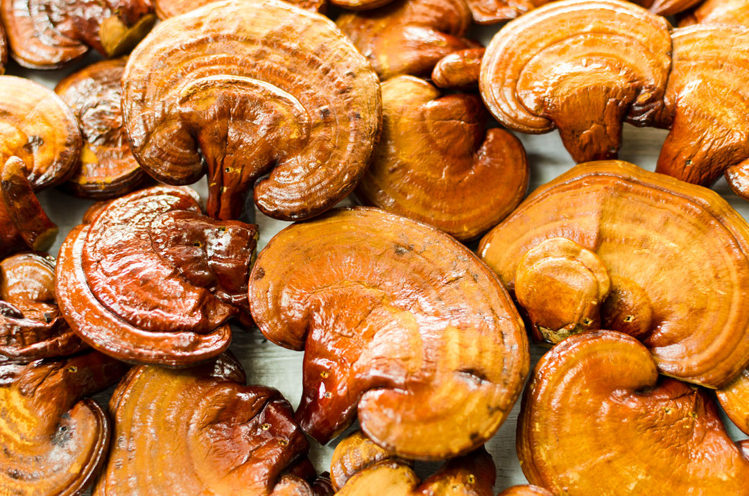 Reishi: The Story Behind the “Mushroom of Immortality”