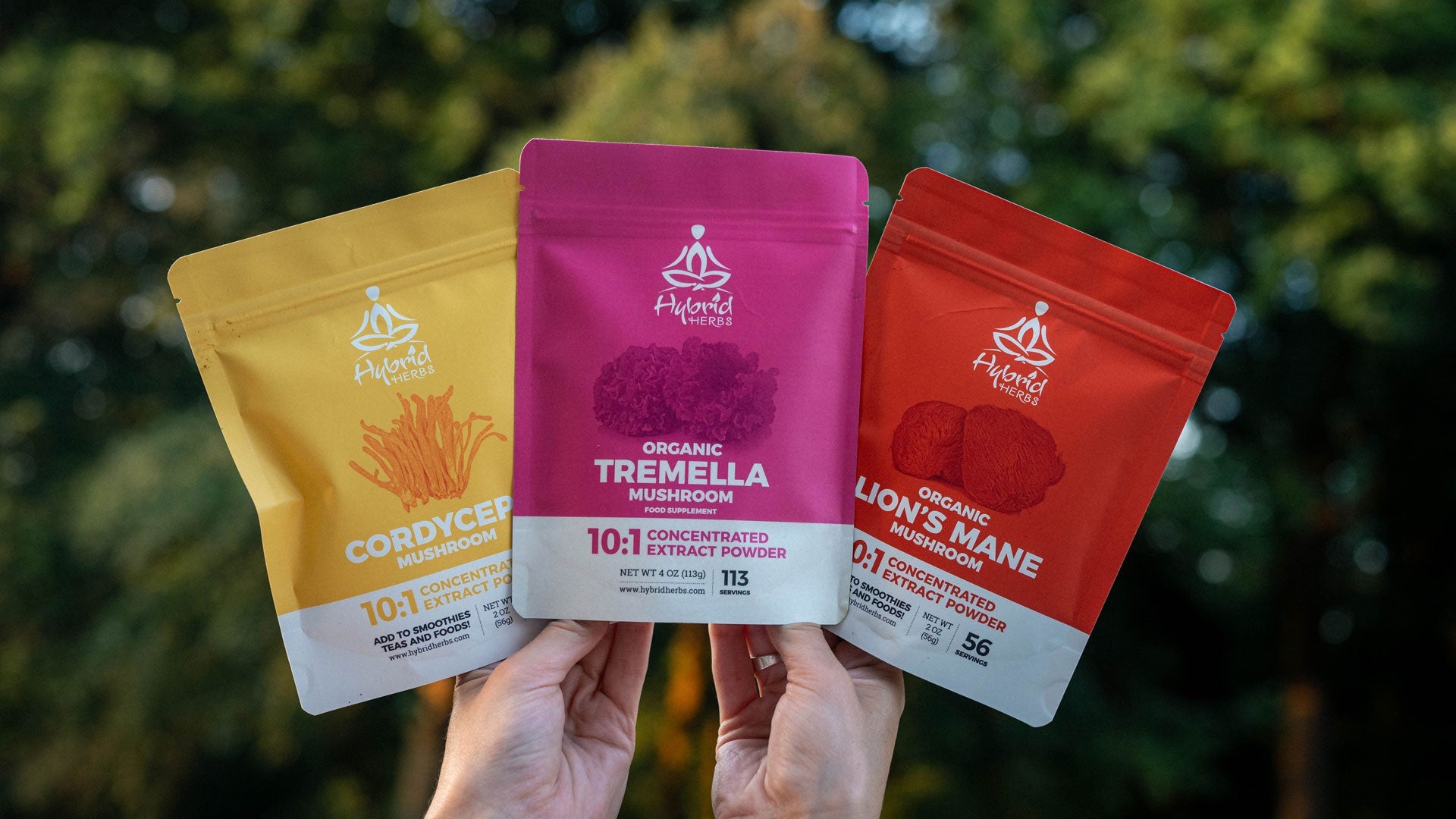 Mushroom Extract Powders