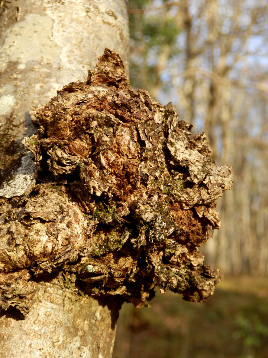 Chaga (Inonotus obliquus) growing naturally on a birch tree