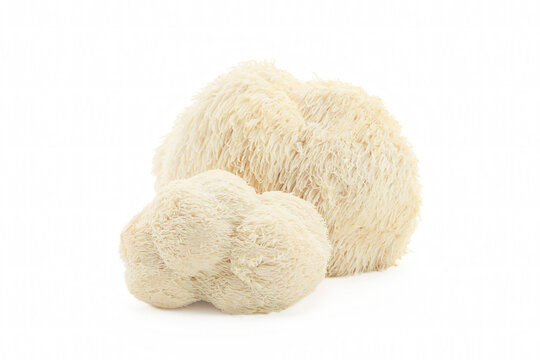 Lion's Mane fruiting body with cascading white spines