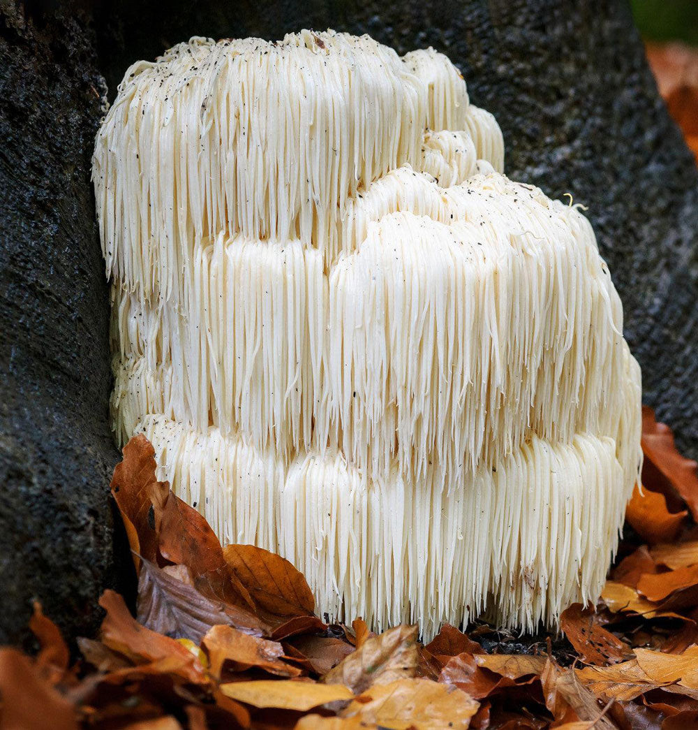 Detailed view of Lion's Mane mushroom spines