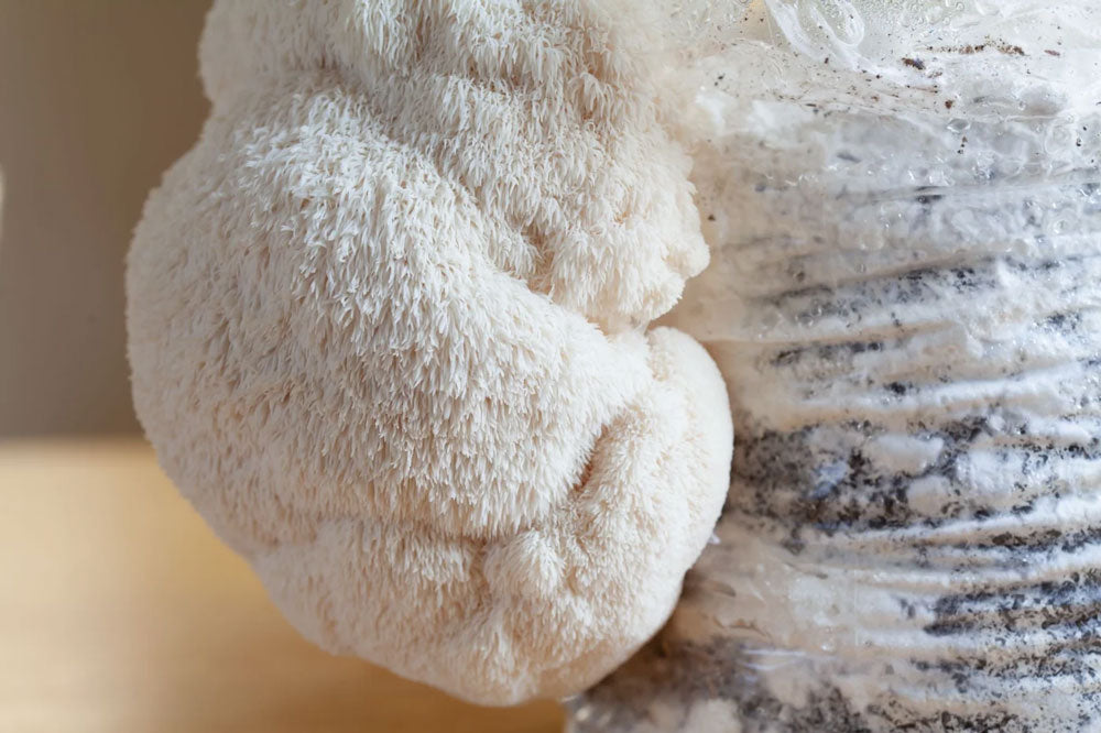 Mature Lion's Mane mushroom fruiting body growing from hardwood