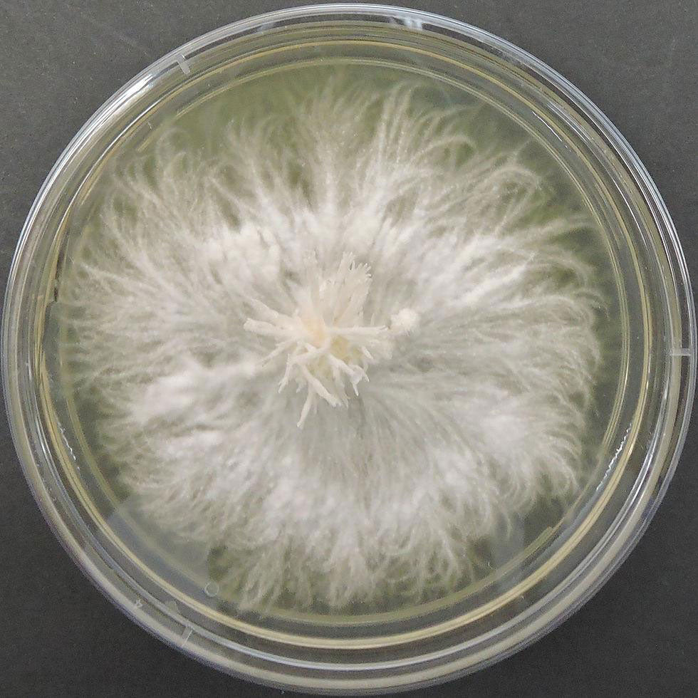 Tasteful educational visual representing Lion's Mane mycelium