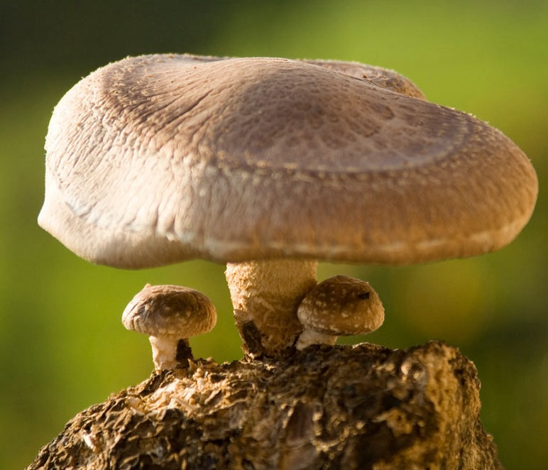Explore Our Mushroom Guides