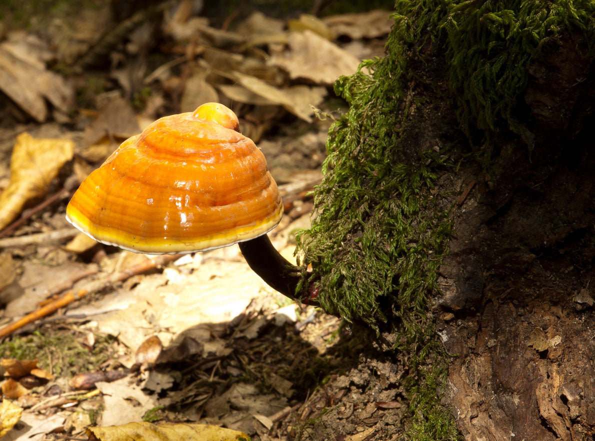 Reishi fruiting bodies growing from natural hardwood