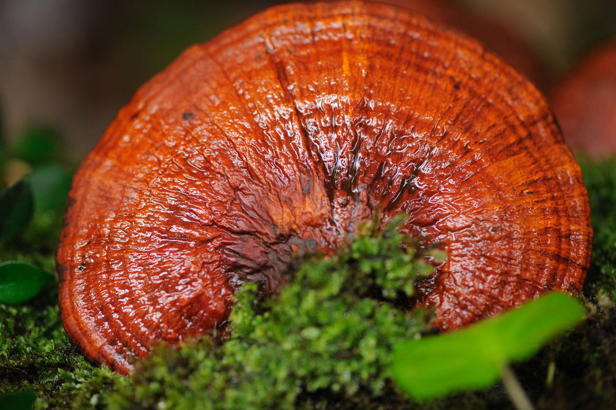 Reishi mushroom botanical study