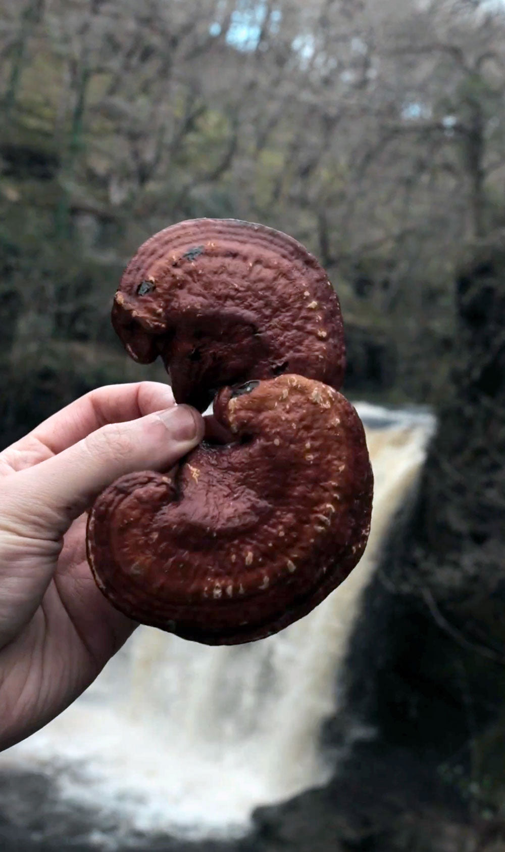 Reishi mushrooms growing on natural wood