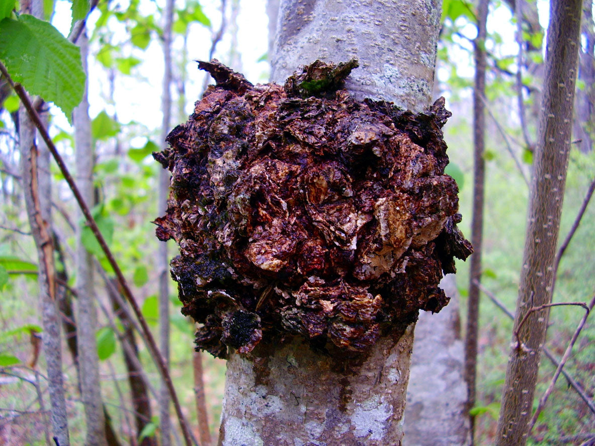 Northern birch woodland habitat associated with Chaga
