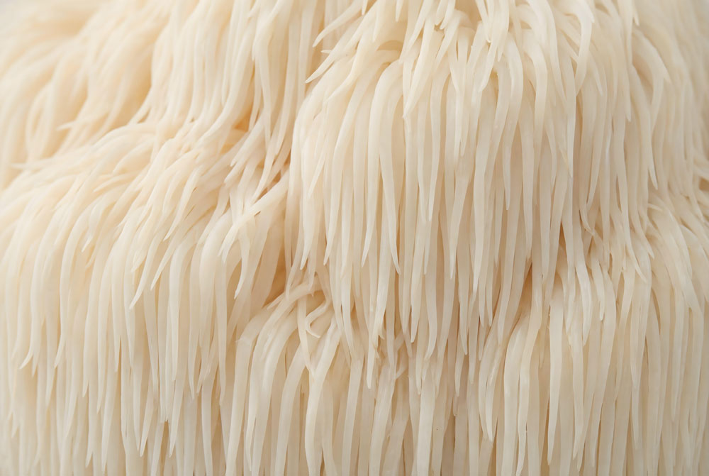 Lion's Mane mushroom with cascading white spines