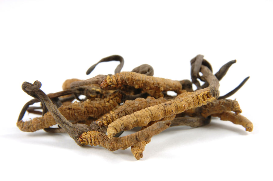 Cordyceps mushroom