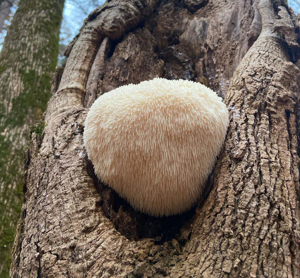 Lion's Mane mushroom fruiting body growing naturally on wood